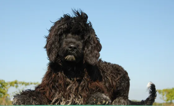 Portugese Waterhond