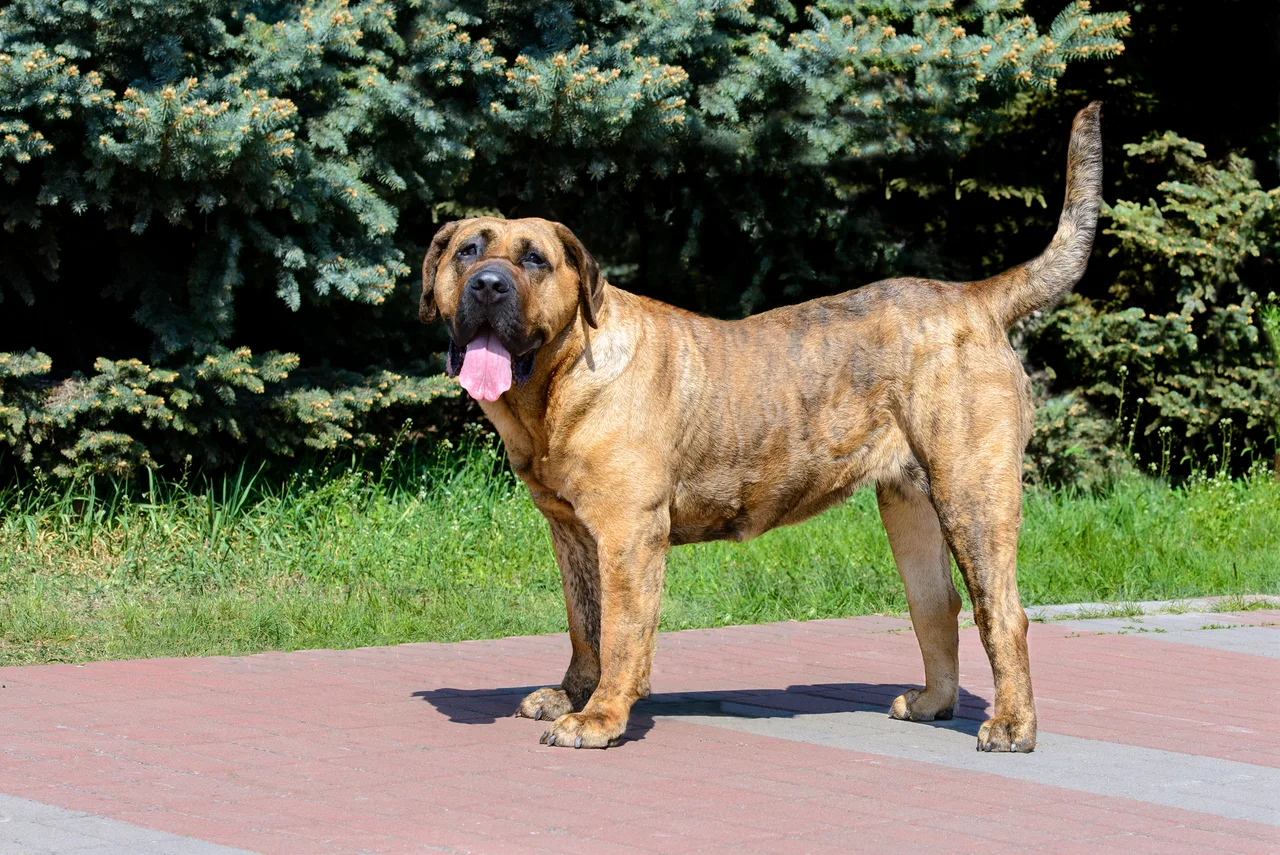 Presa Canario
