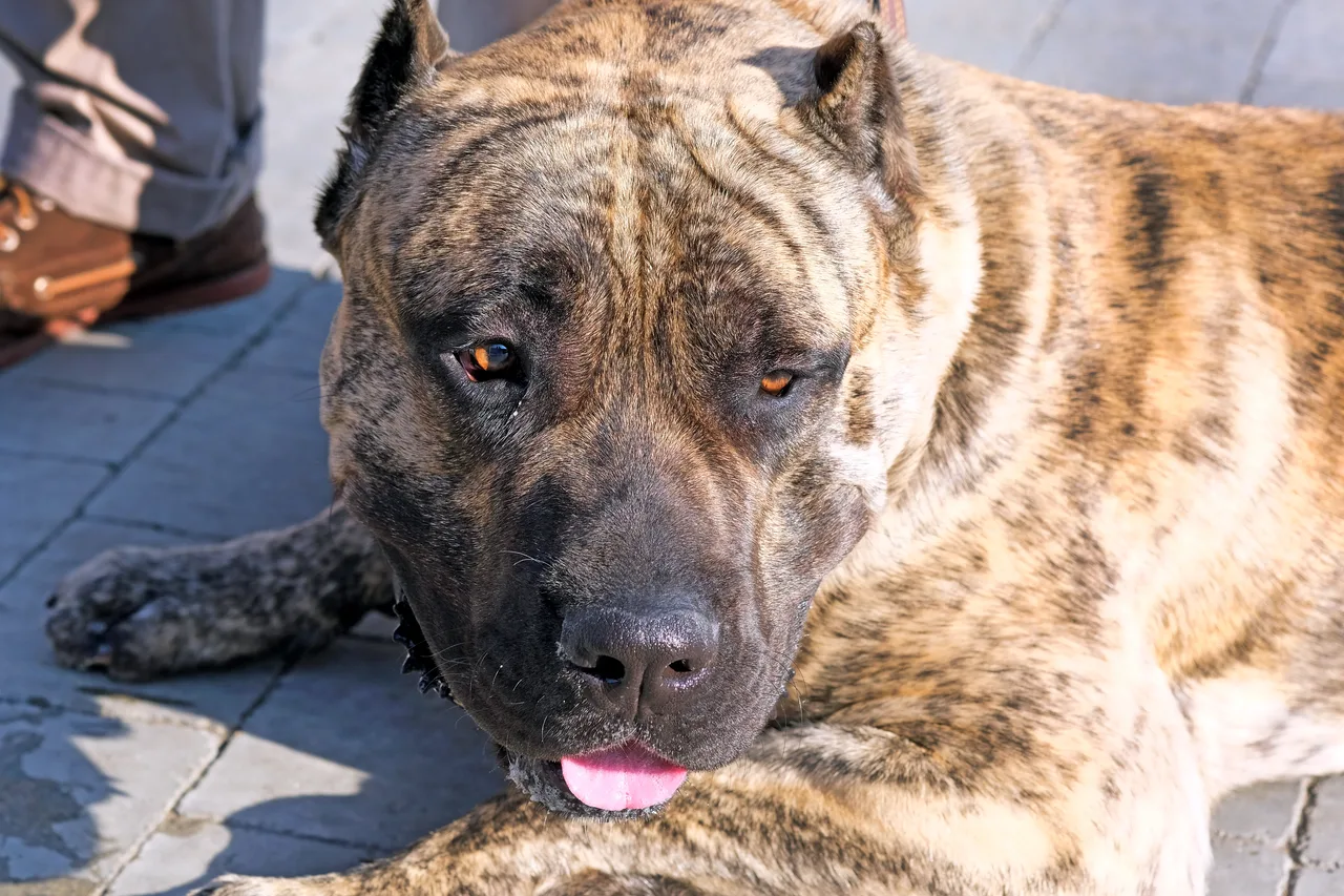 Presa Canario