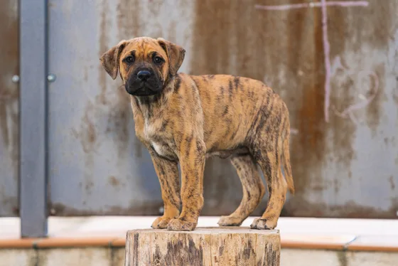 Presa Canario