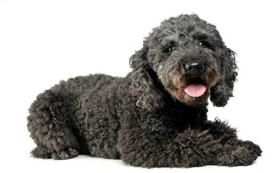 Pumi