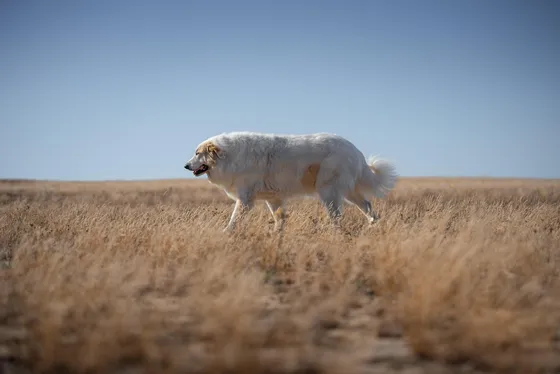 Pyreneese Berghond