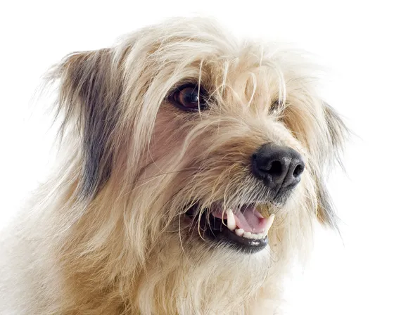 Pyreneese Herdershond à Face Rase