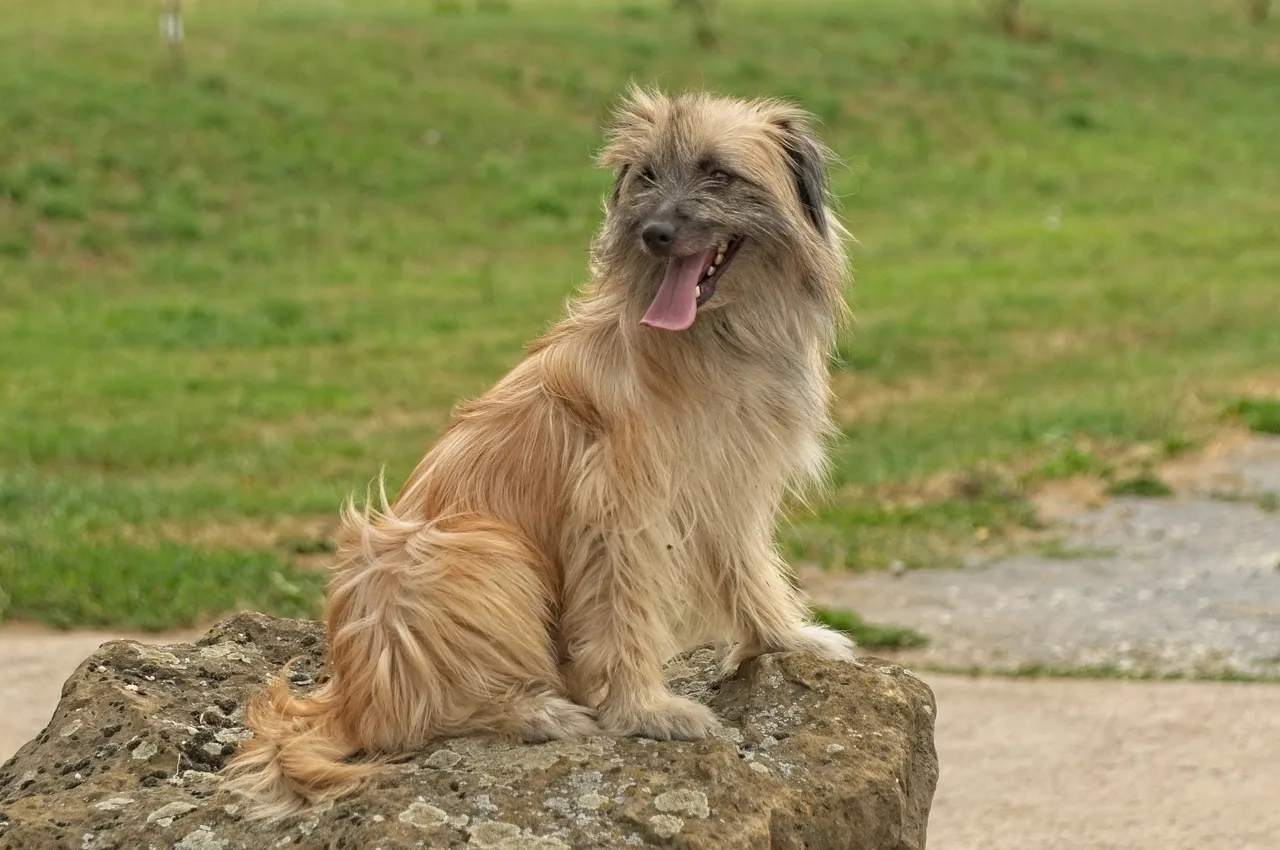 Pyreneese Herdershond à Face Rase
