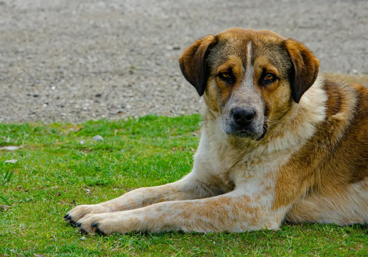 Rafeiro do Alentejo, grote bruin-witte hond, rust op het gras