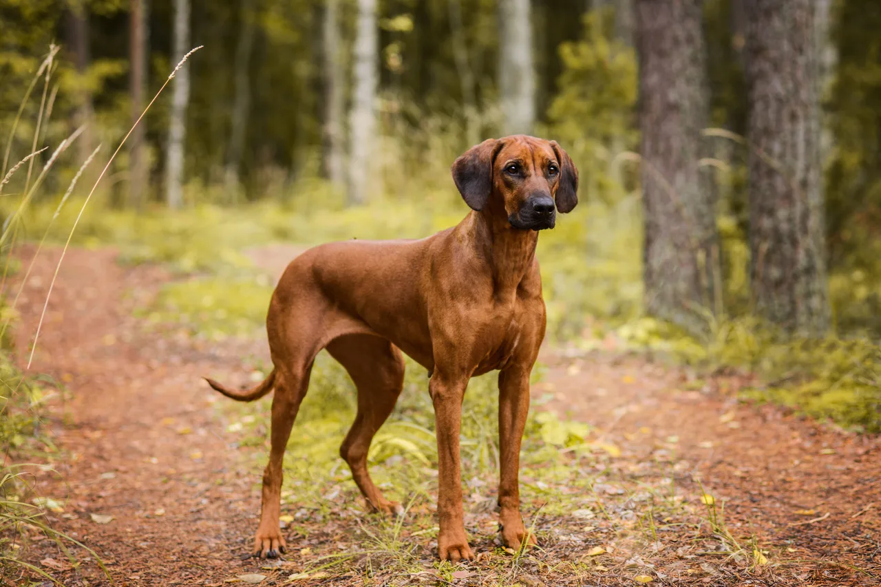 Rhodesian Ridgeback
