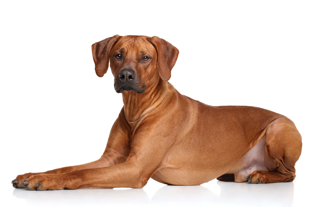 Rhodesian Ridgeback