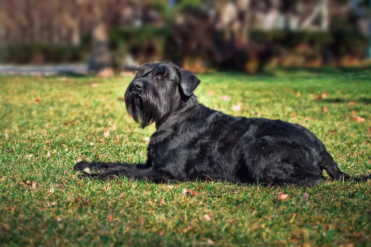 Riesenschnauzer