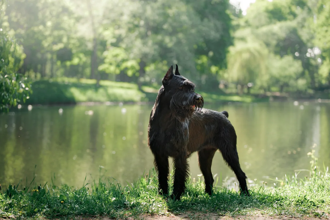 Riesenschnauzer