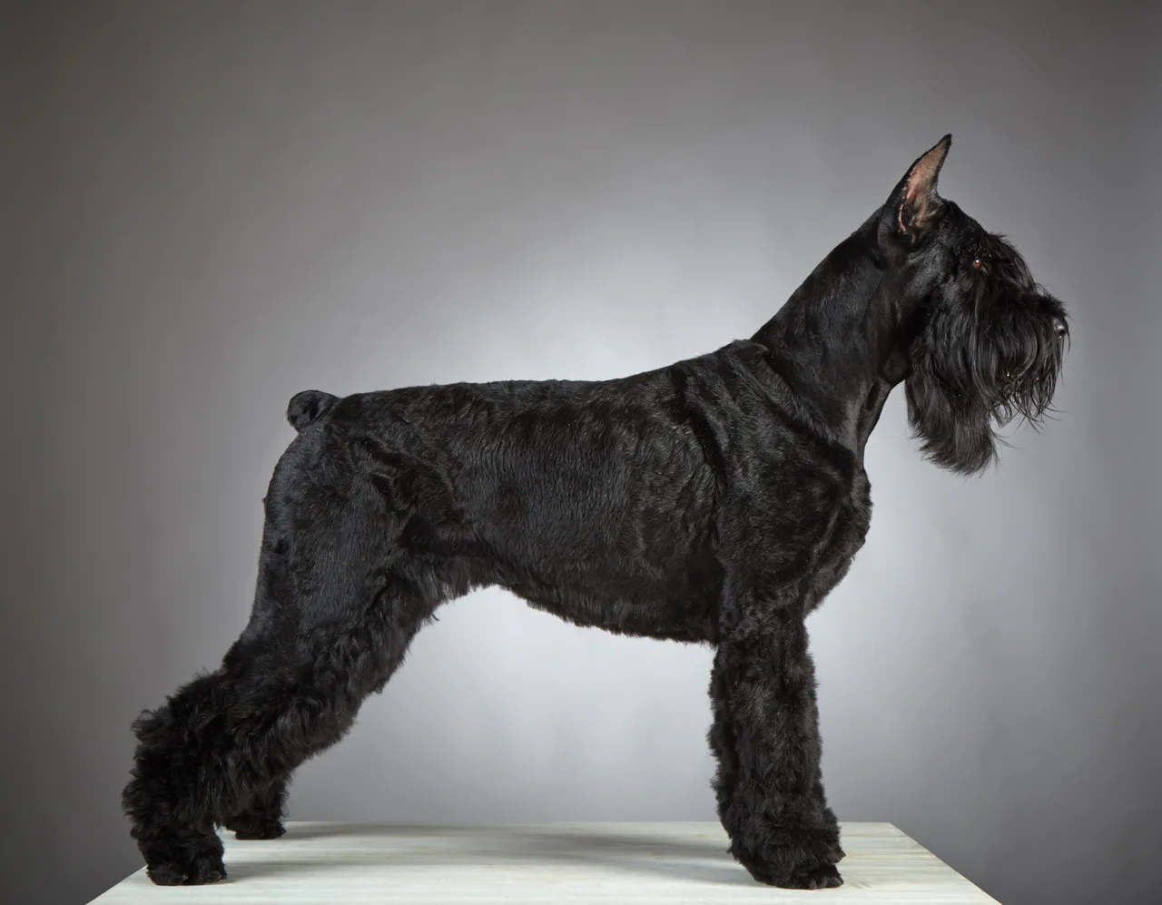 Riesenschnauzer