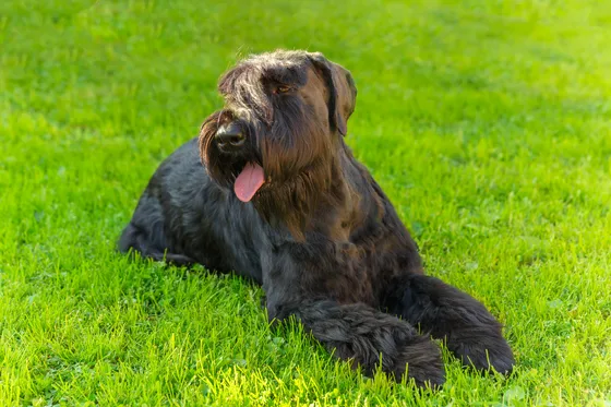 Riesenschnauzer