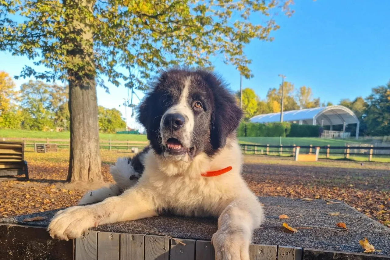 Puppy van de Roemeense Bucovina Herdershond