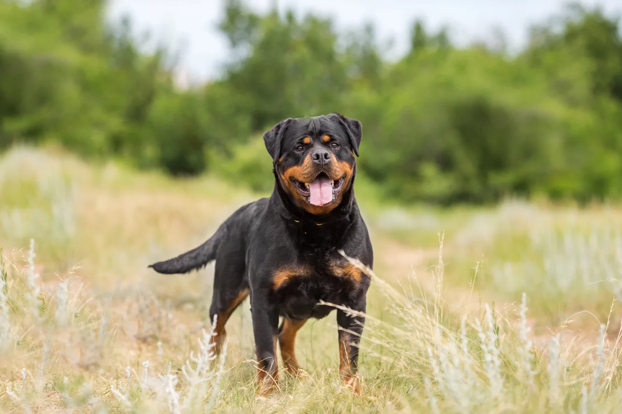 Rottweiler