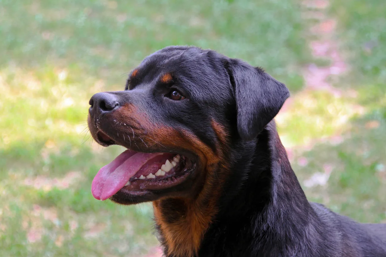 Rottweiler