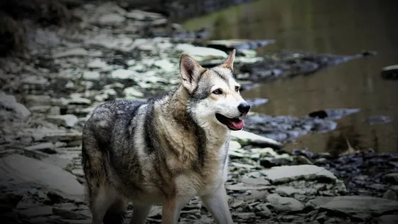 Saarlooswolfhond