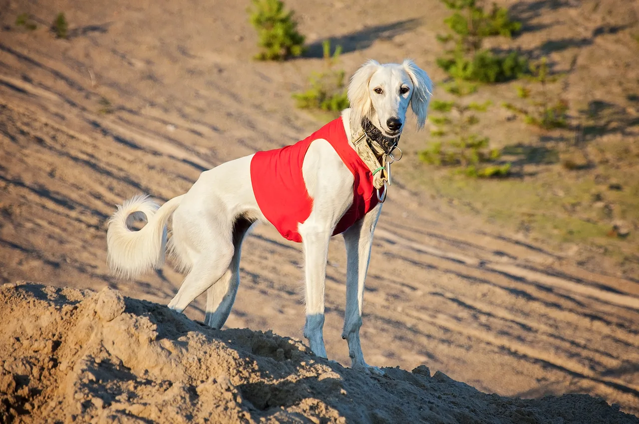 Saluki