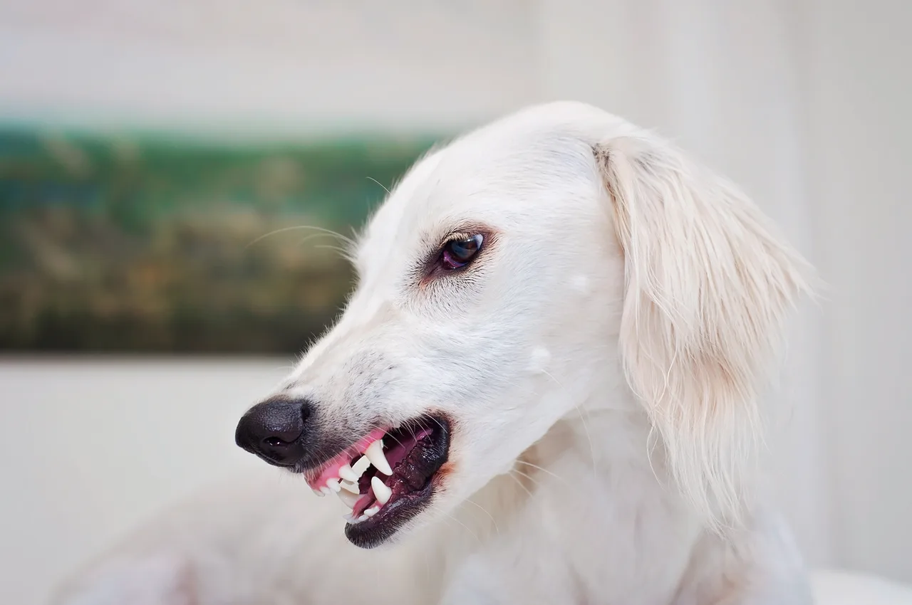 Saluki