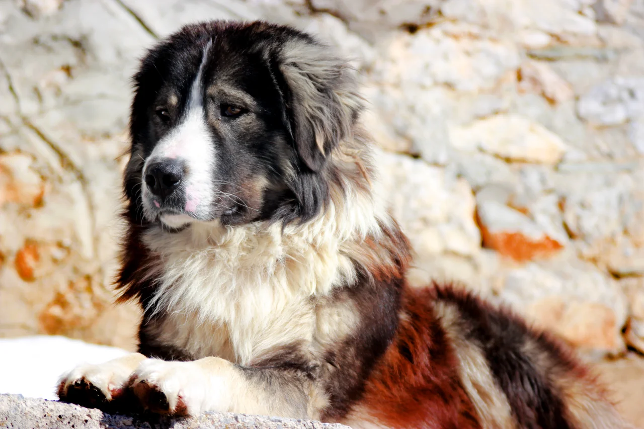 Sarplaninac