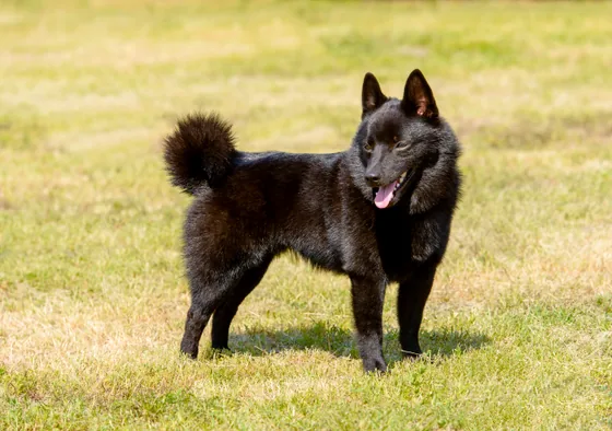 Schipperke