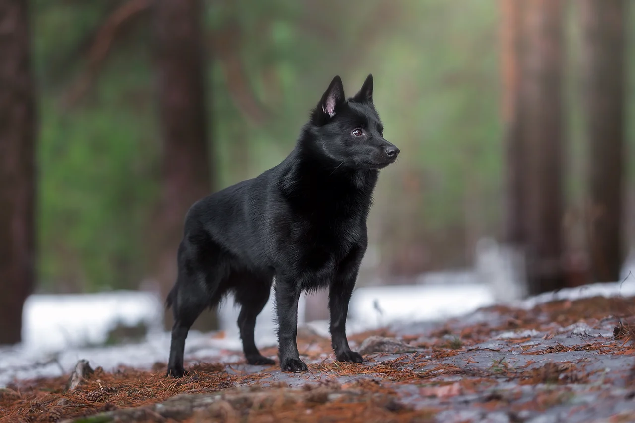 volwassen Schipperke