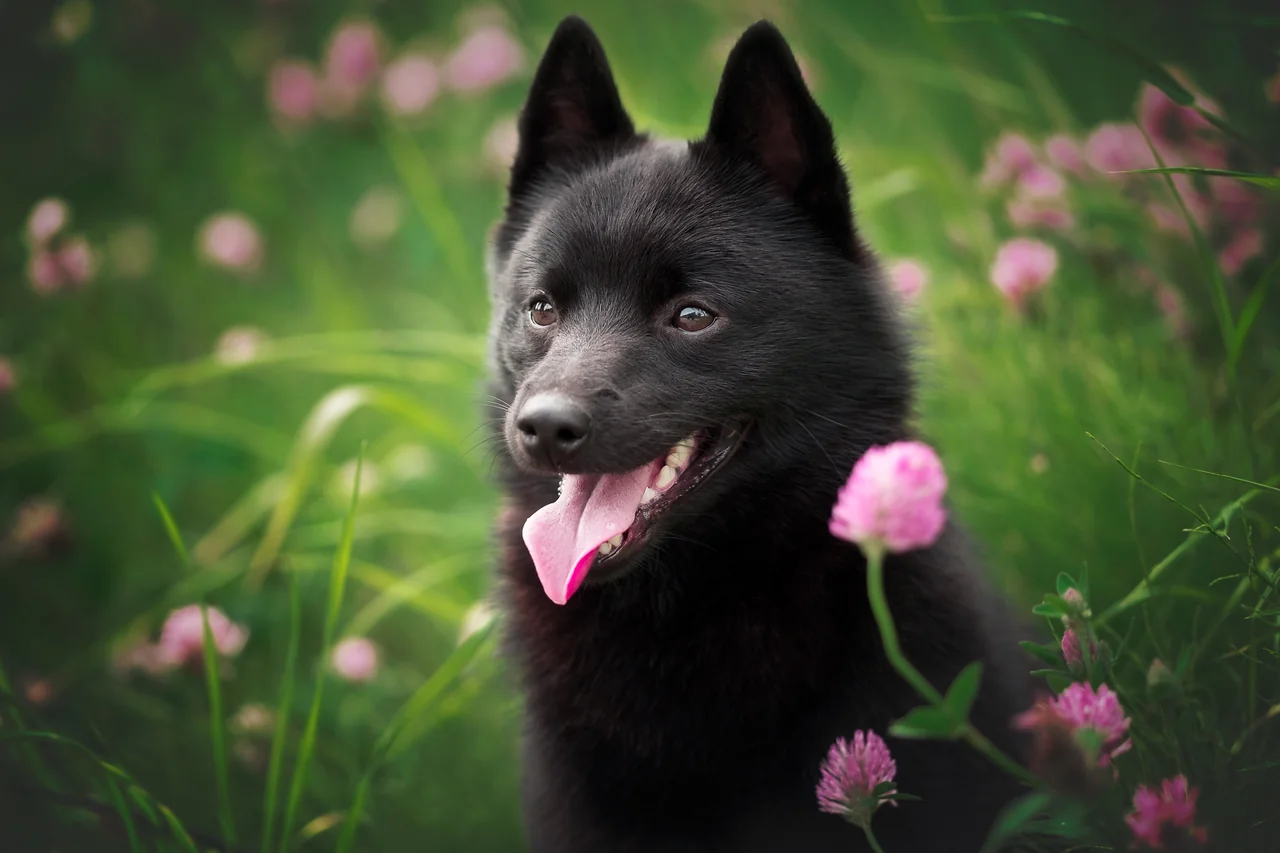Schipperke in actie