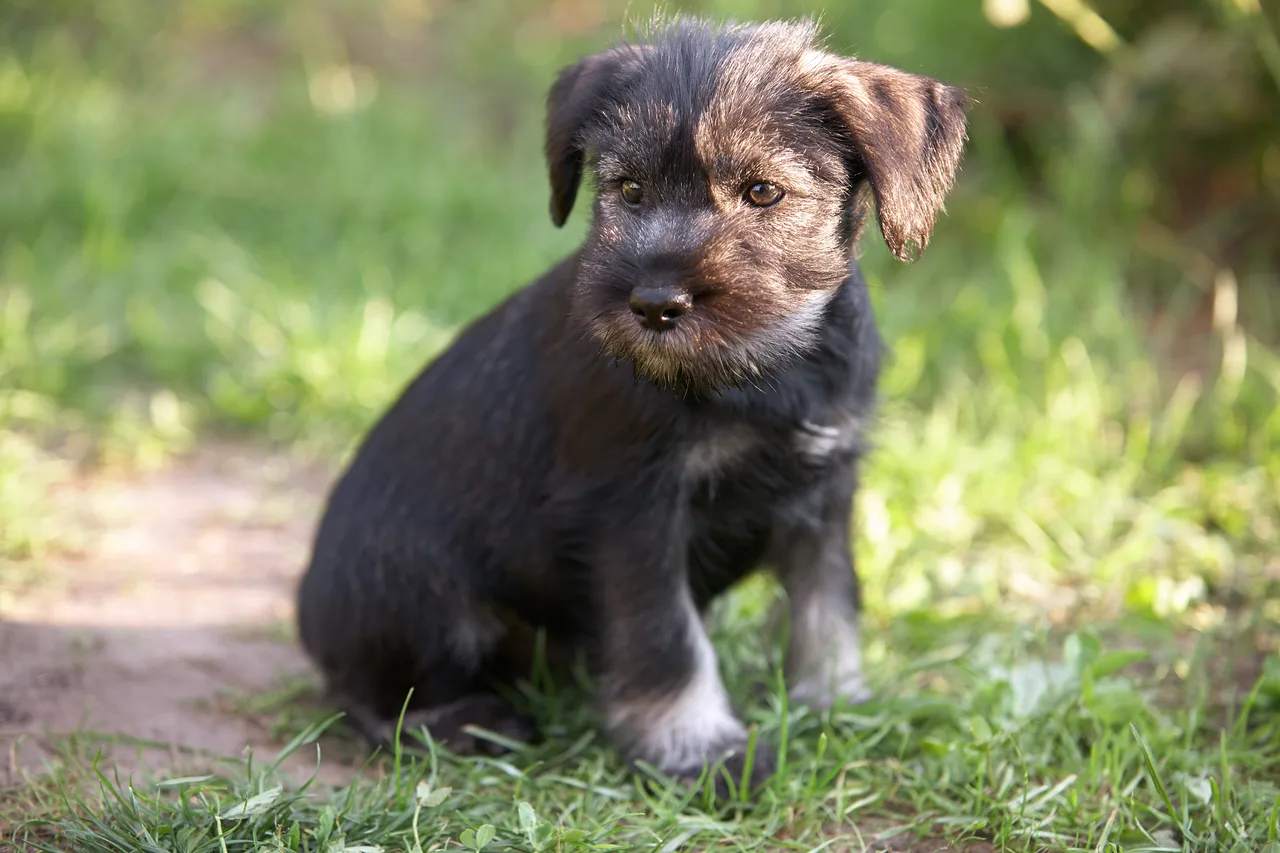 Schnauzer