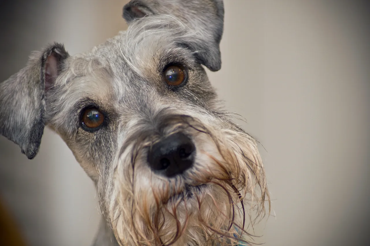 Schnauzer