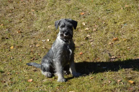 Schnauzer