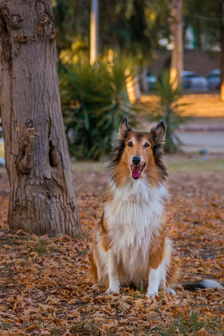 Schotse Collie