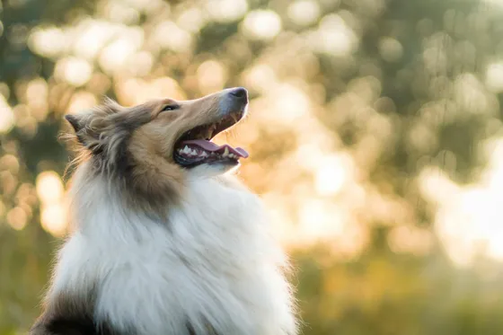 Schotse Collie