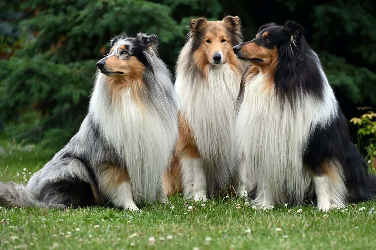 Schotse Collie