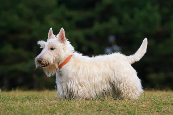 Schotse Terrier