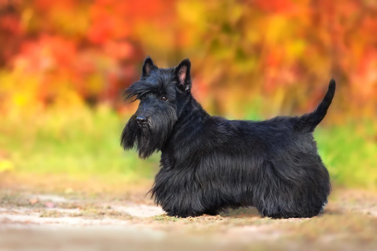 Schotse Terrier