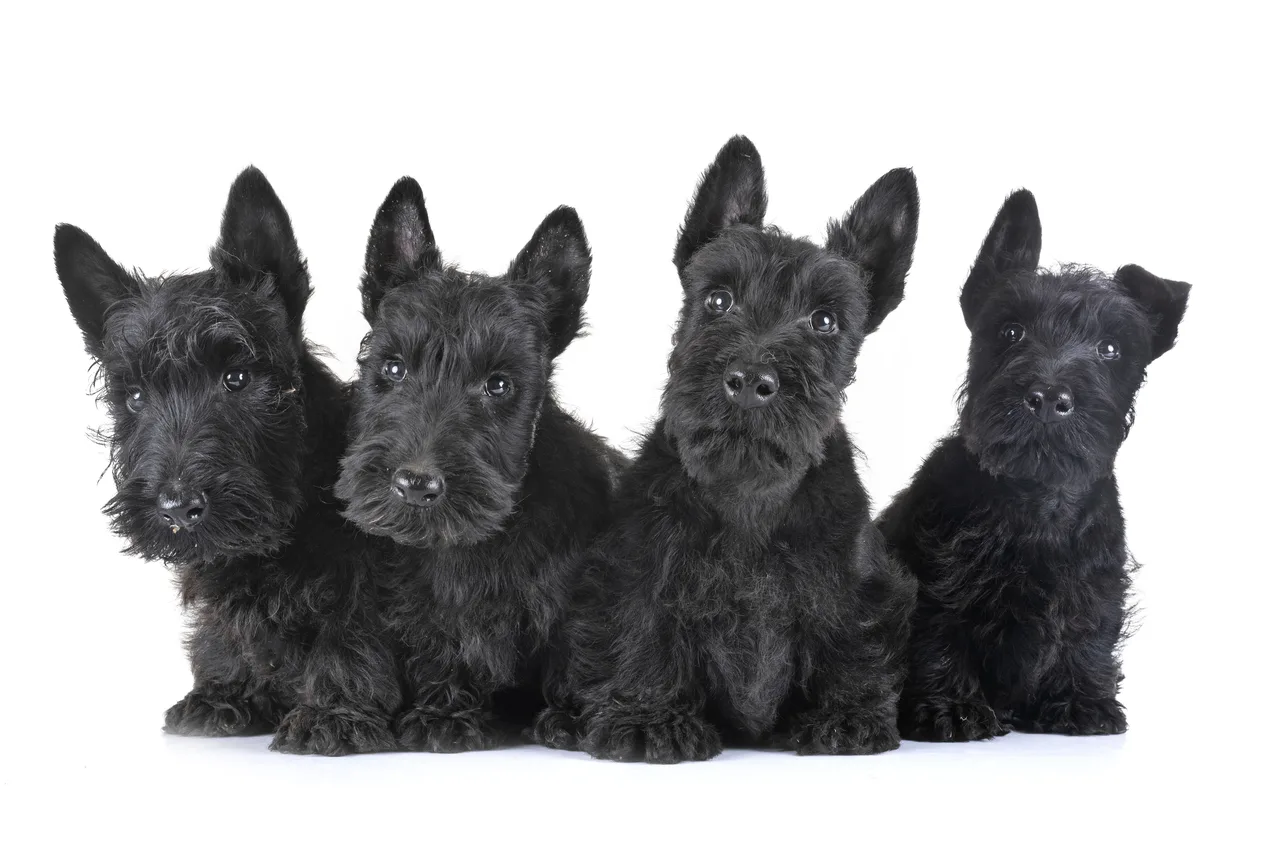 Schotse Terrier