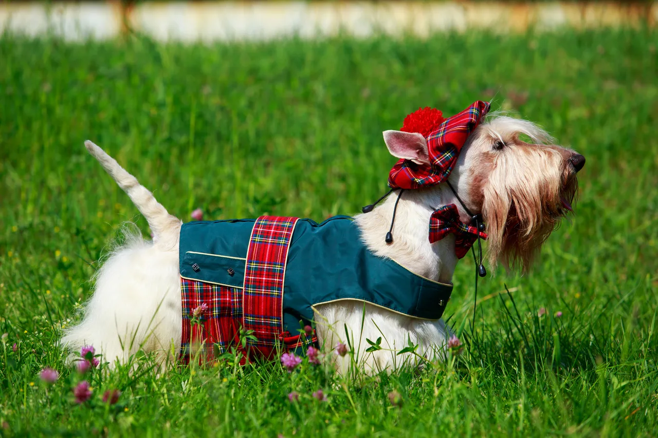 Schotse Terrier