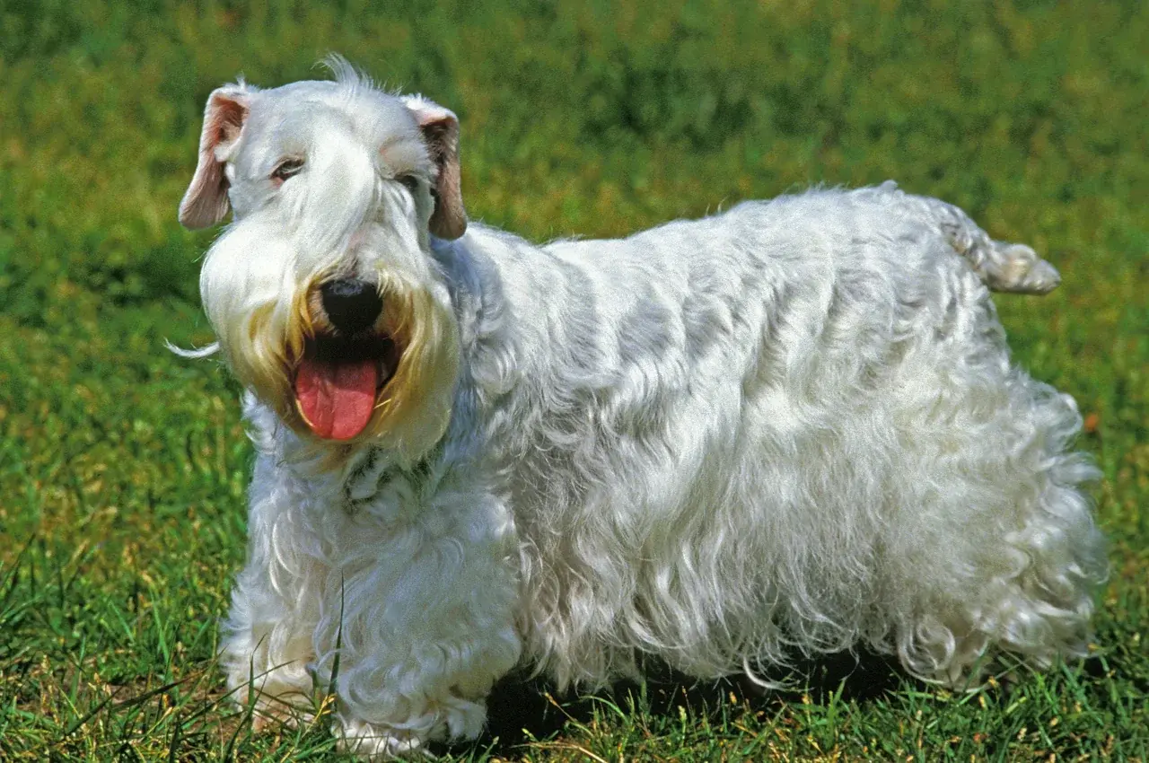 Sealyham Terrier