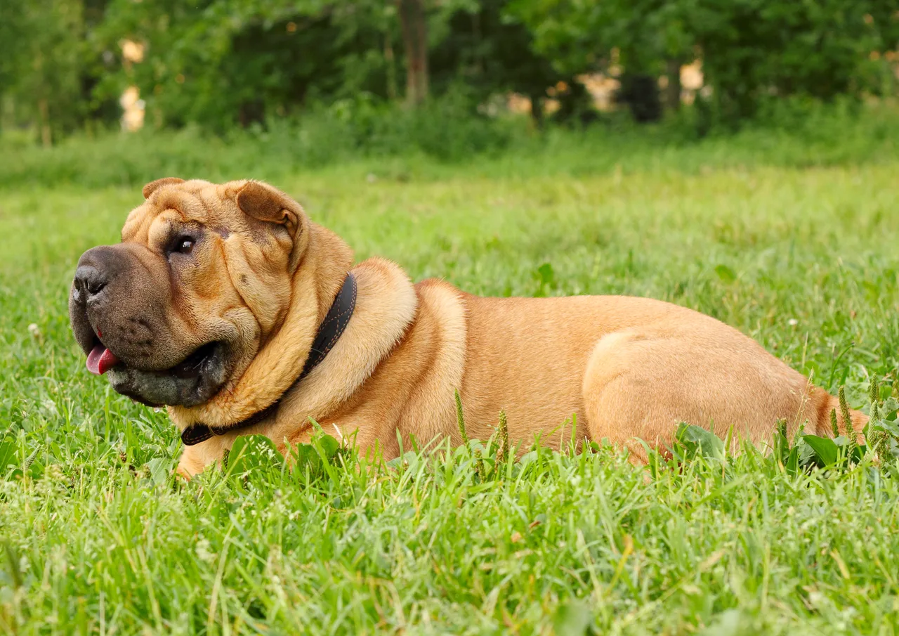 Shar-Pei