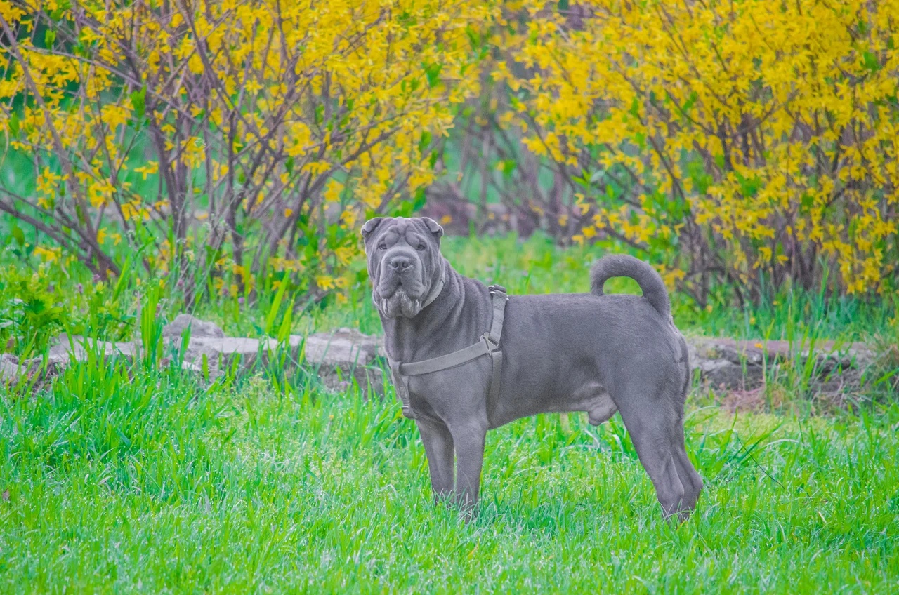 Shar-Pei