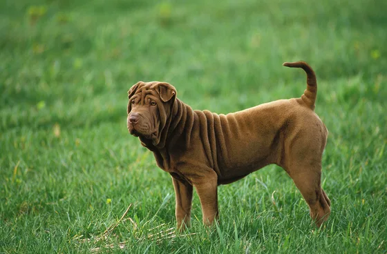 Shar-Pei