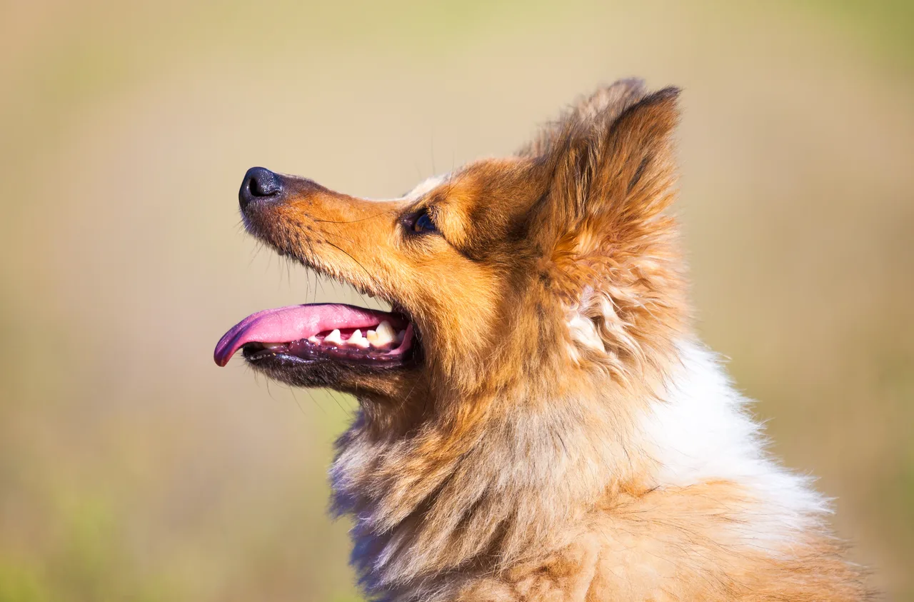 Shetland Sheepdog