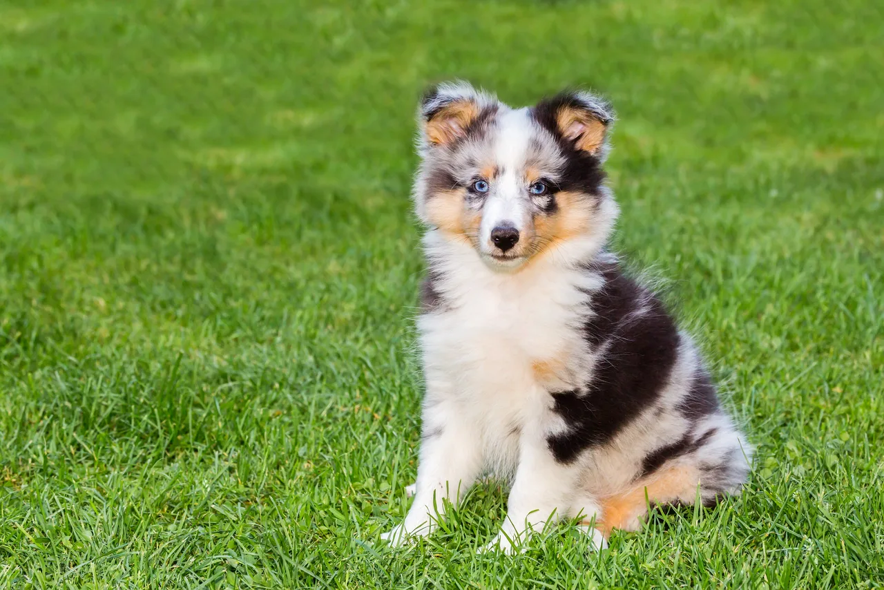 Shetland Sheepdog