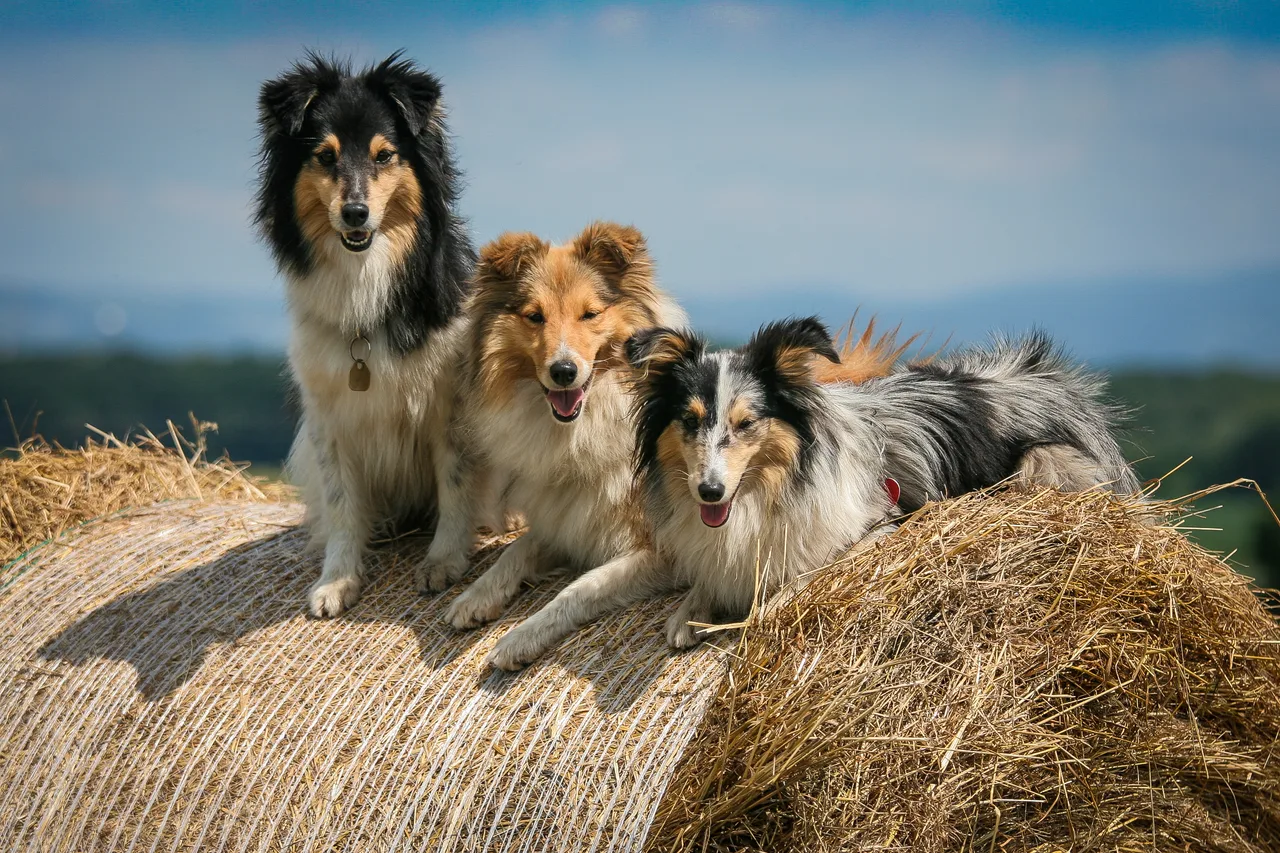 Shetland Sheepdog