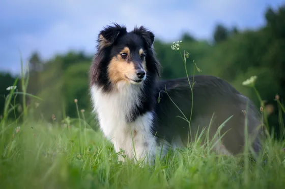 Shetland Sheepdog