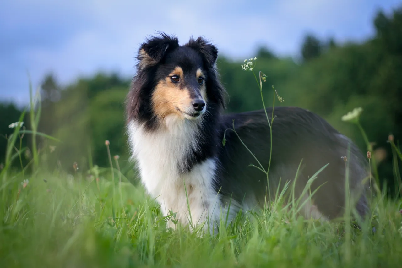 Shetland Sheepdog