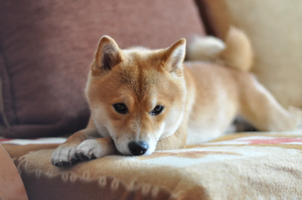 Shiba