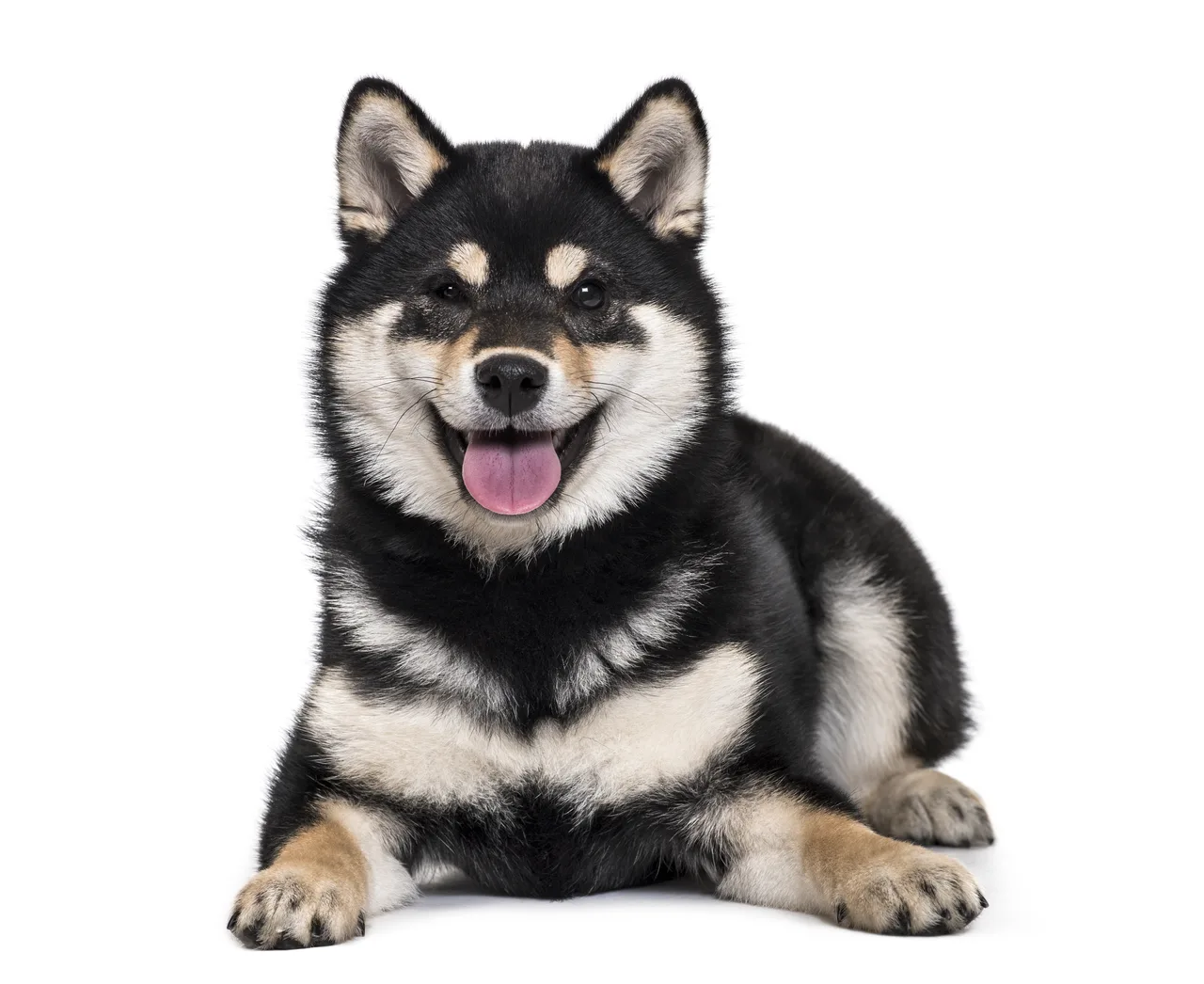 Shiba