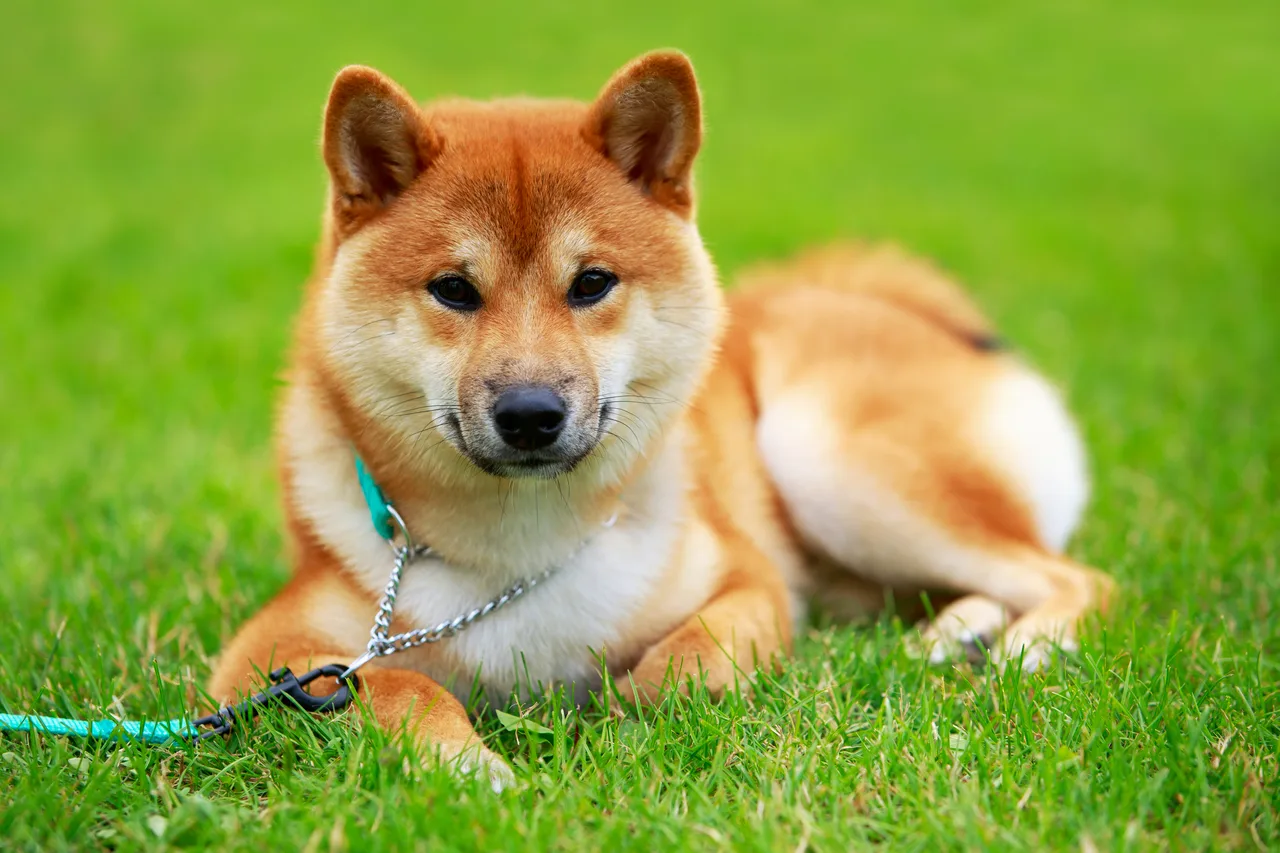 Shiba