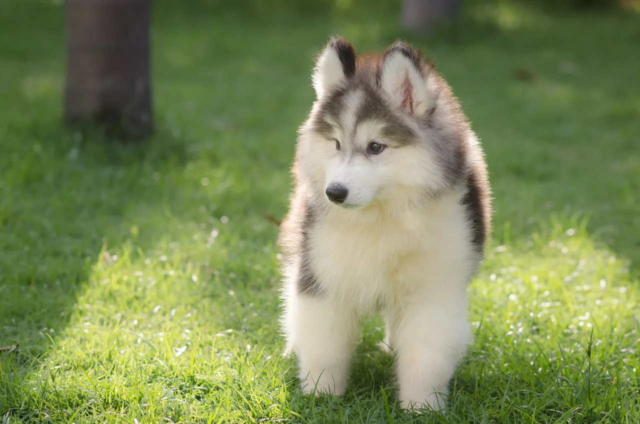 Siberische Husky