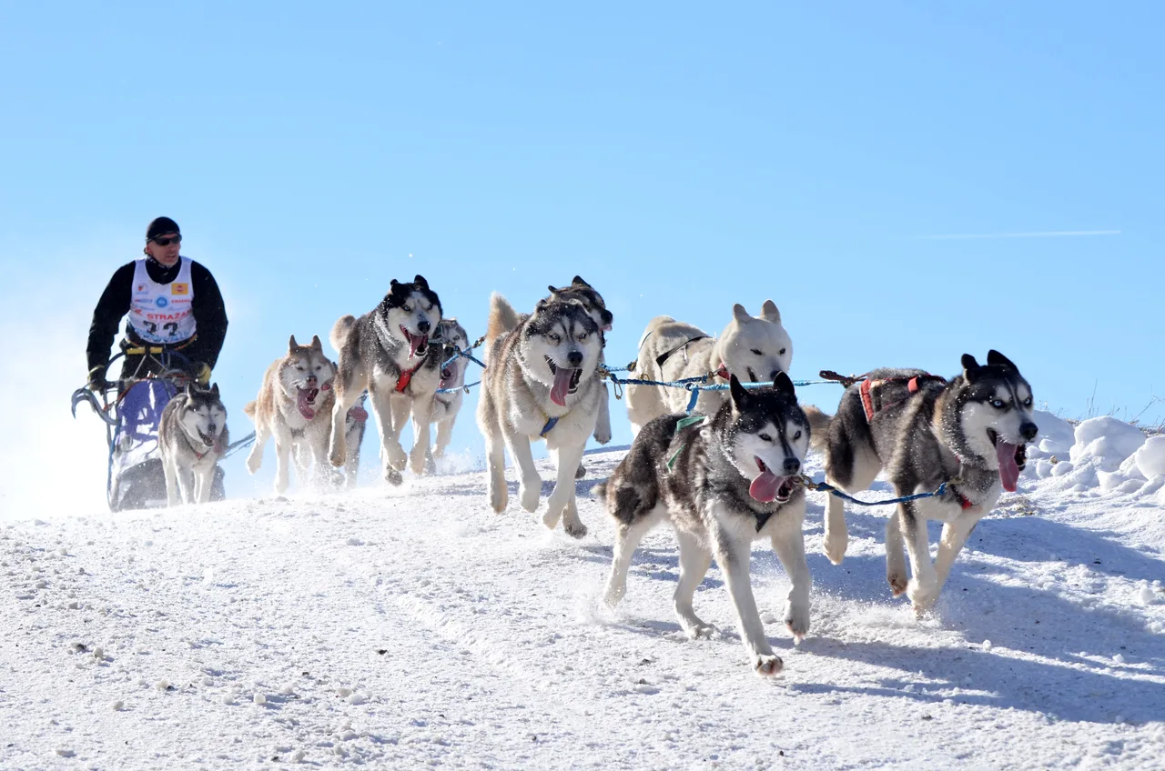 Siberische Husky