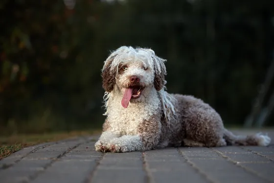 Spaanse Waterhond